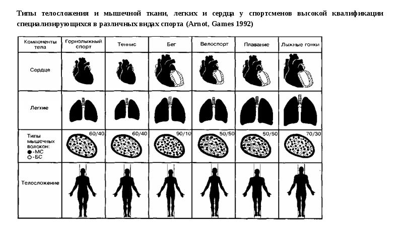 Особенности физического развития и телосложения у представителей различных видов спорта презентация