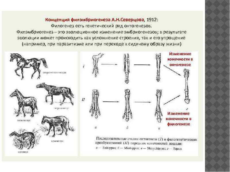 Закон северцова схема