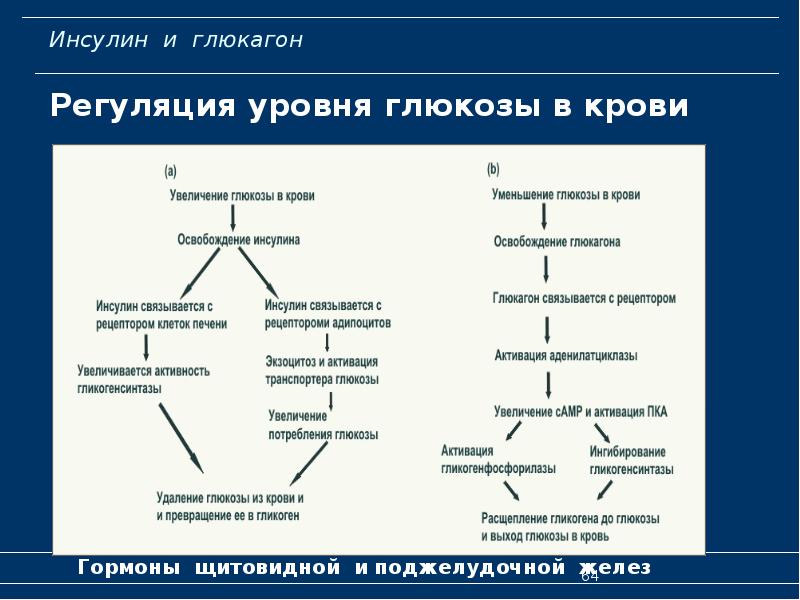 Инсулин биохимия презентация