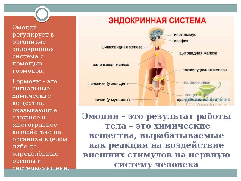 Гормоны чувств. Гормональная система. Гормоны эмоций человека. Гормональная система человека и ее функции. Влияние эндокринной системы на организм.