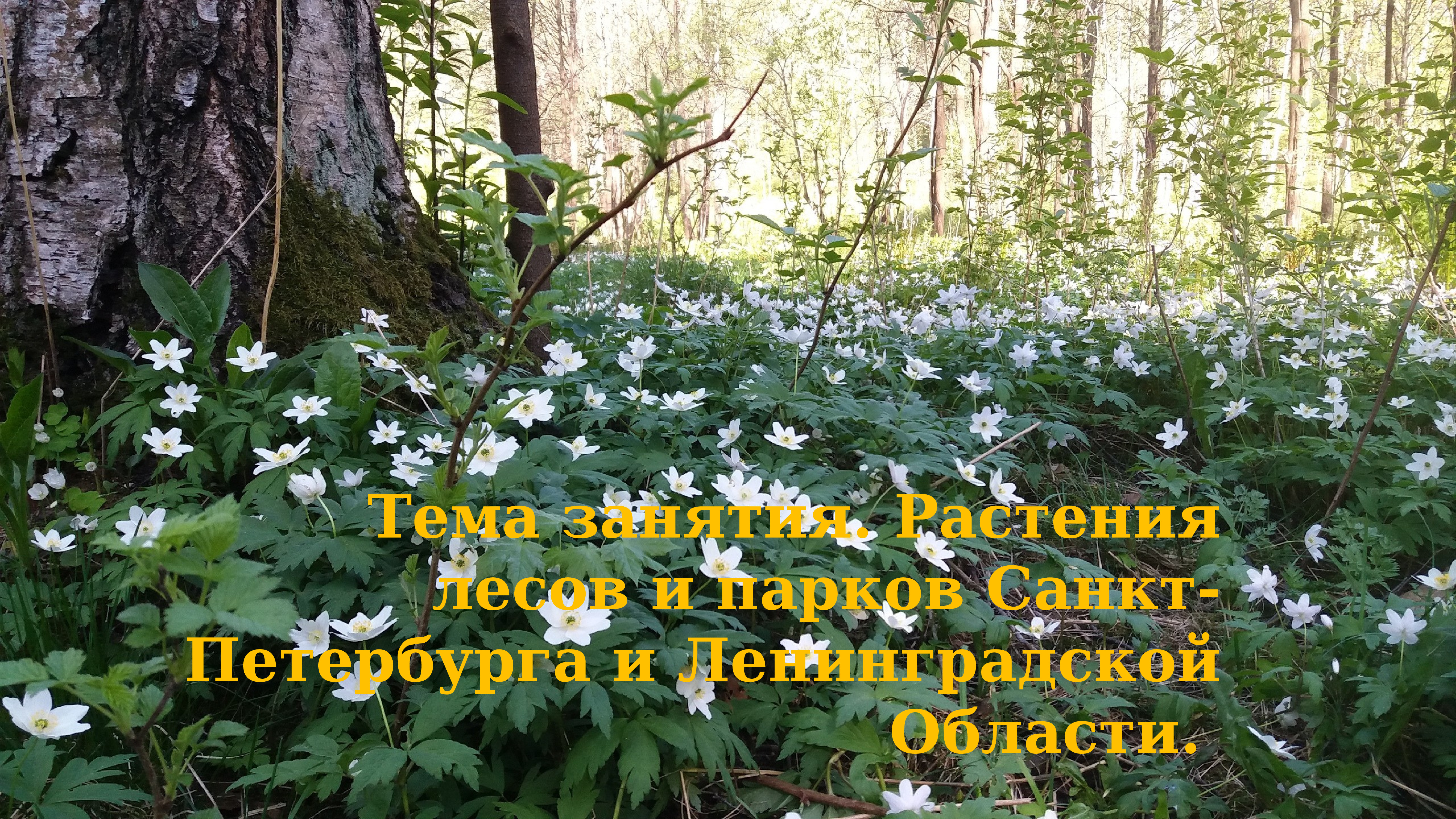 Лекарственные растения в лесах Ленинградской области