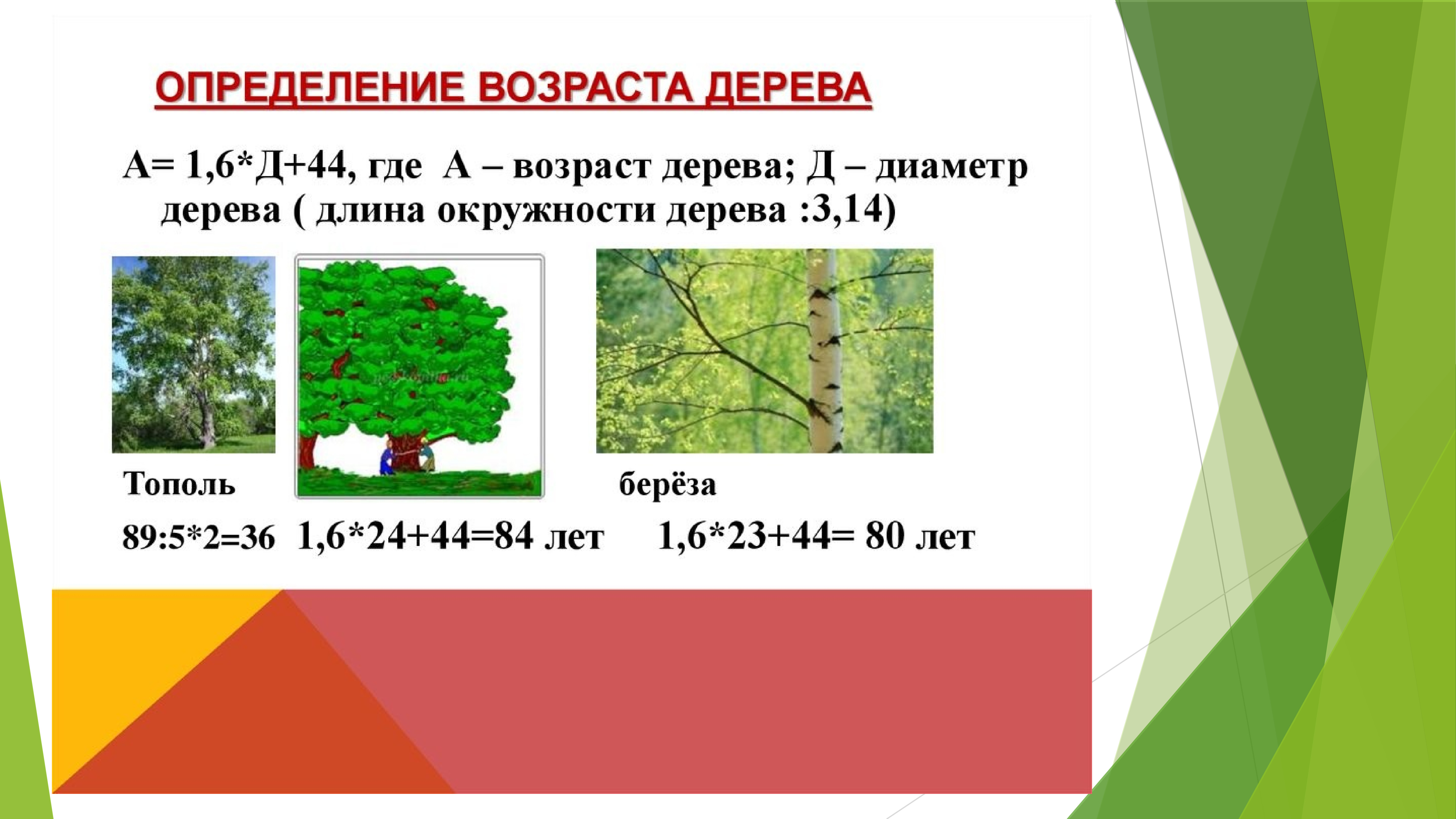 Определим возраст дерева. Формула для определения возраста дерева по диаметру. Как определить Возраст дерева по диаметру ствола дуба. Как узнать Возраст сосны по диаметру. Возраст дерева по диаметру ствола таблица.