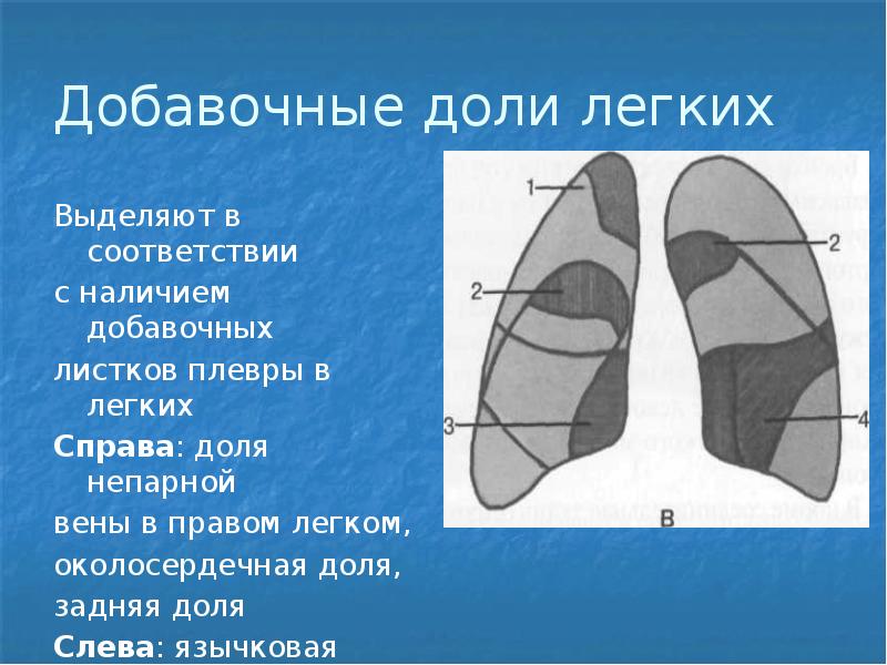 Легочной синус. Доли правого легкого. Правое легкое доли.