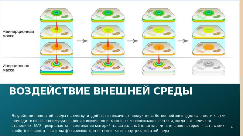 Защищает и отделяет клетку от внешней среды. Защищает и отделяет клетку от внешней среды