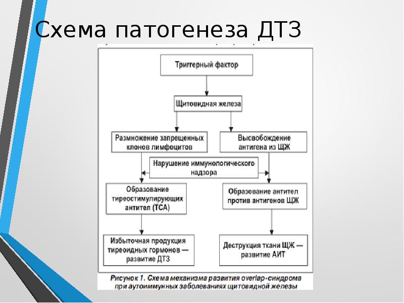 Патофизиология щитовидной железы презентация