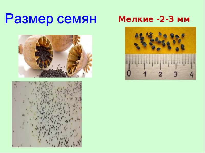 От чего зависит время посева семян используя рисунок