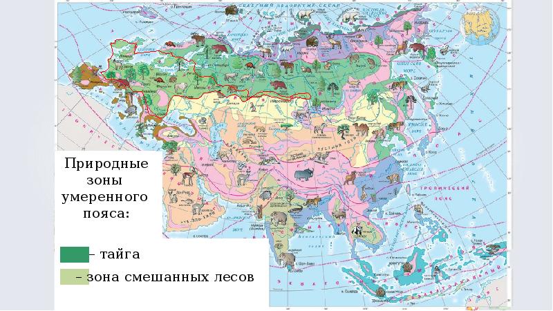 Разнообразие природы евразии презентация 7 класс