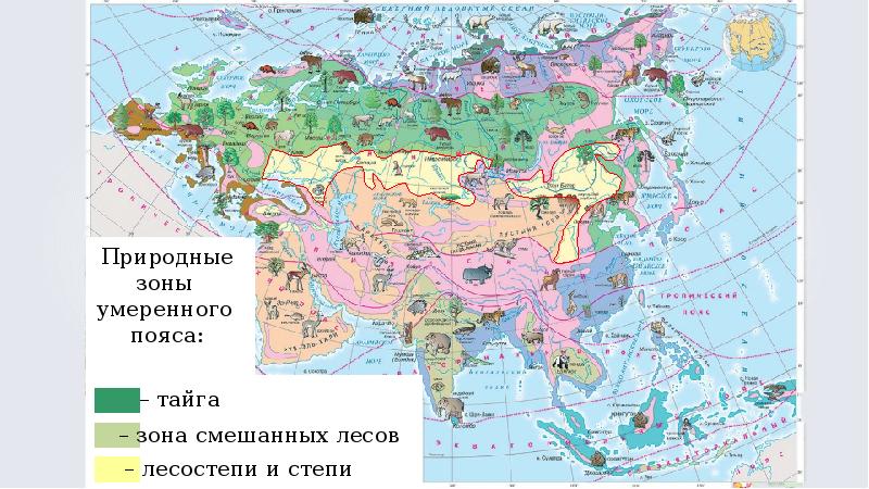 Разнообразие природы евразии презентация