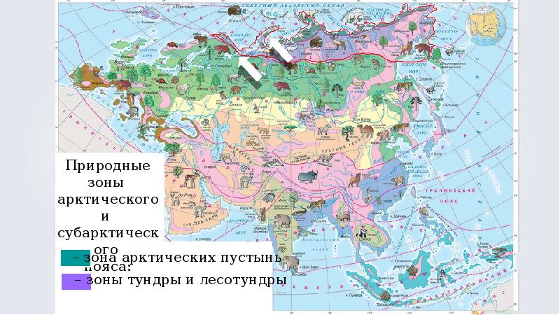 Природные зоны евразии презентации