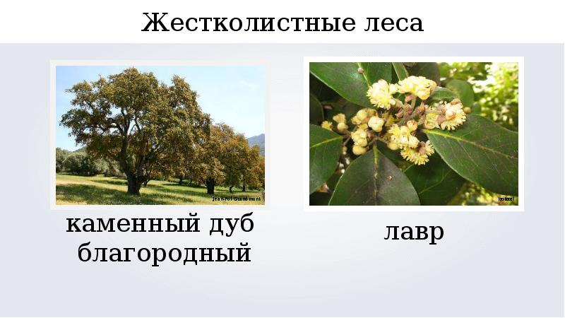 Разнообразие природы евразии. Разнообразие природы Евразии 7. Жестколистные леса растения. Примеры разнообразия природы Евразии.