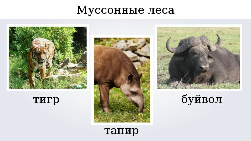 Муссонный лес презентация