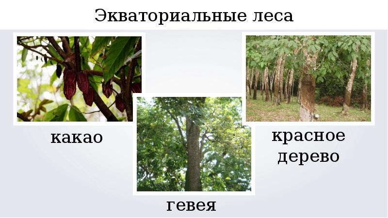 Разнообразие природы евразии. Гевеи дерево экваториальных лесов. Красное дерево экваториального леса. Разнообразие природы Евразии 7.