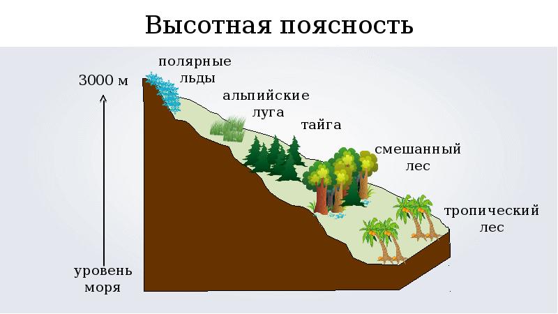 Области высотной поясности фото