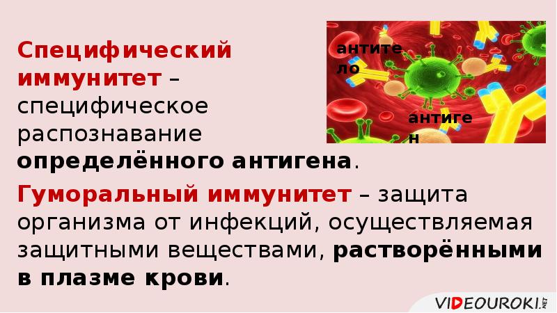 Специфический иммунитет презентация