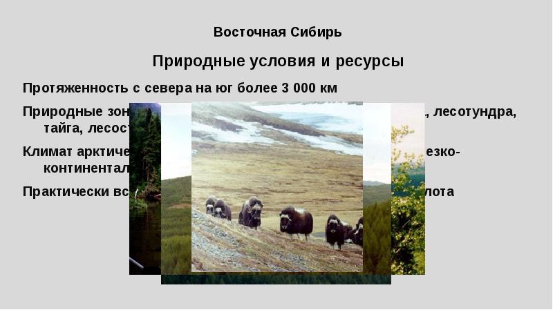 Протяженность восточной. Тундра лесотундра Тайга лесостепь степь. Протяженность Восточной Сибири. Протяженность Восточной Сибири с севера на Юг.