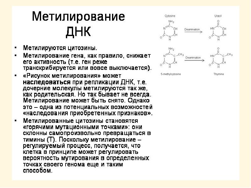 Метилирование днк. Метилирование цитозина в днк эукариот. Метилирование это. Метилирование cpg. Метилирование днк у эукариот.