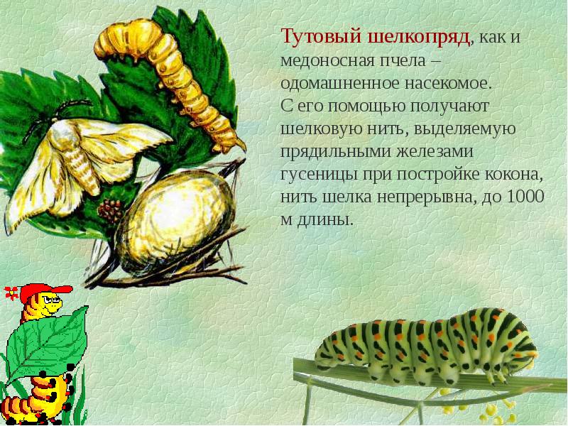 одомашненные насекомые презентация