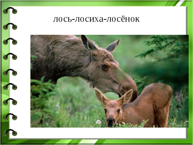 Звуковая схема слова лось. Информация о лосе. Деление на слоги лось. Слова лось без ничего. Слово лосиха.