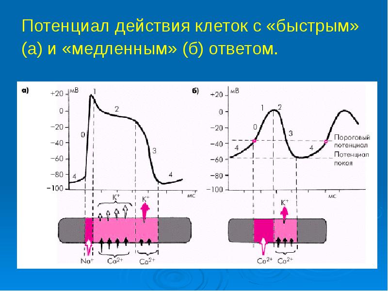 Схема потенциала действия атипичного кардиомиоцита