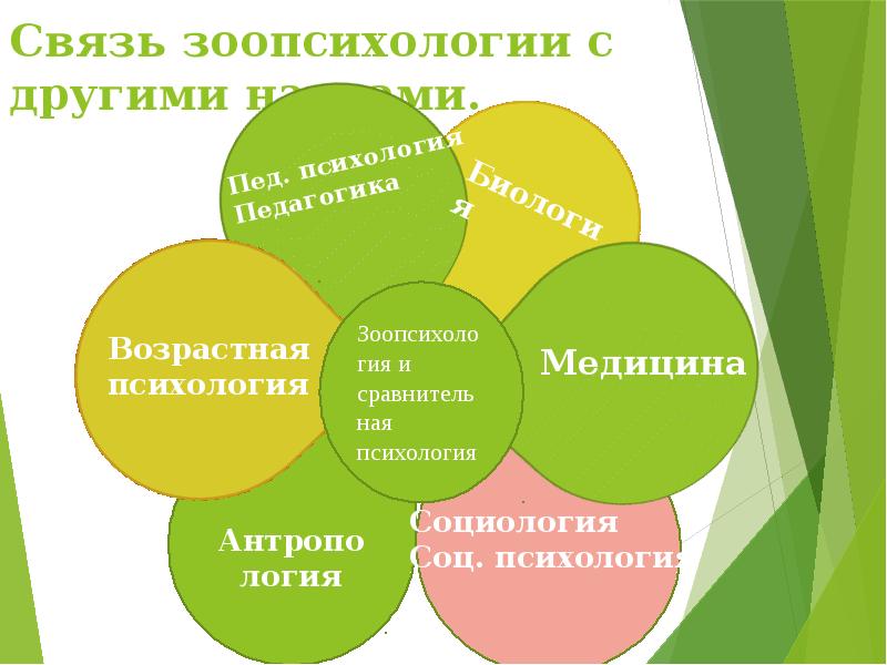 Метод выбора по образцу в зоопсихологии