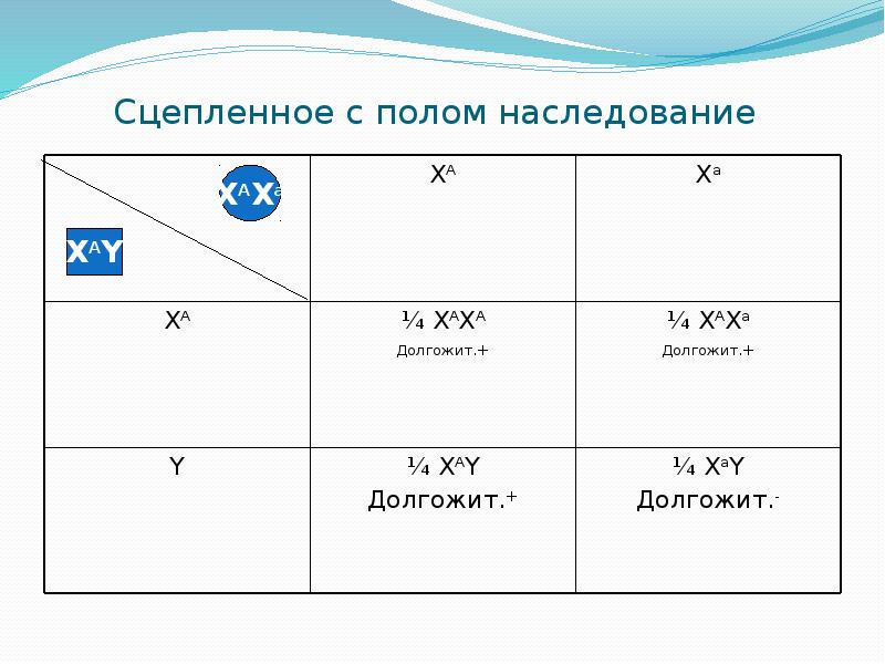 Решение задач по генетике с объяснением и ответами на все типы презентация