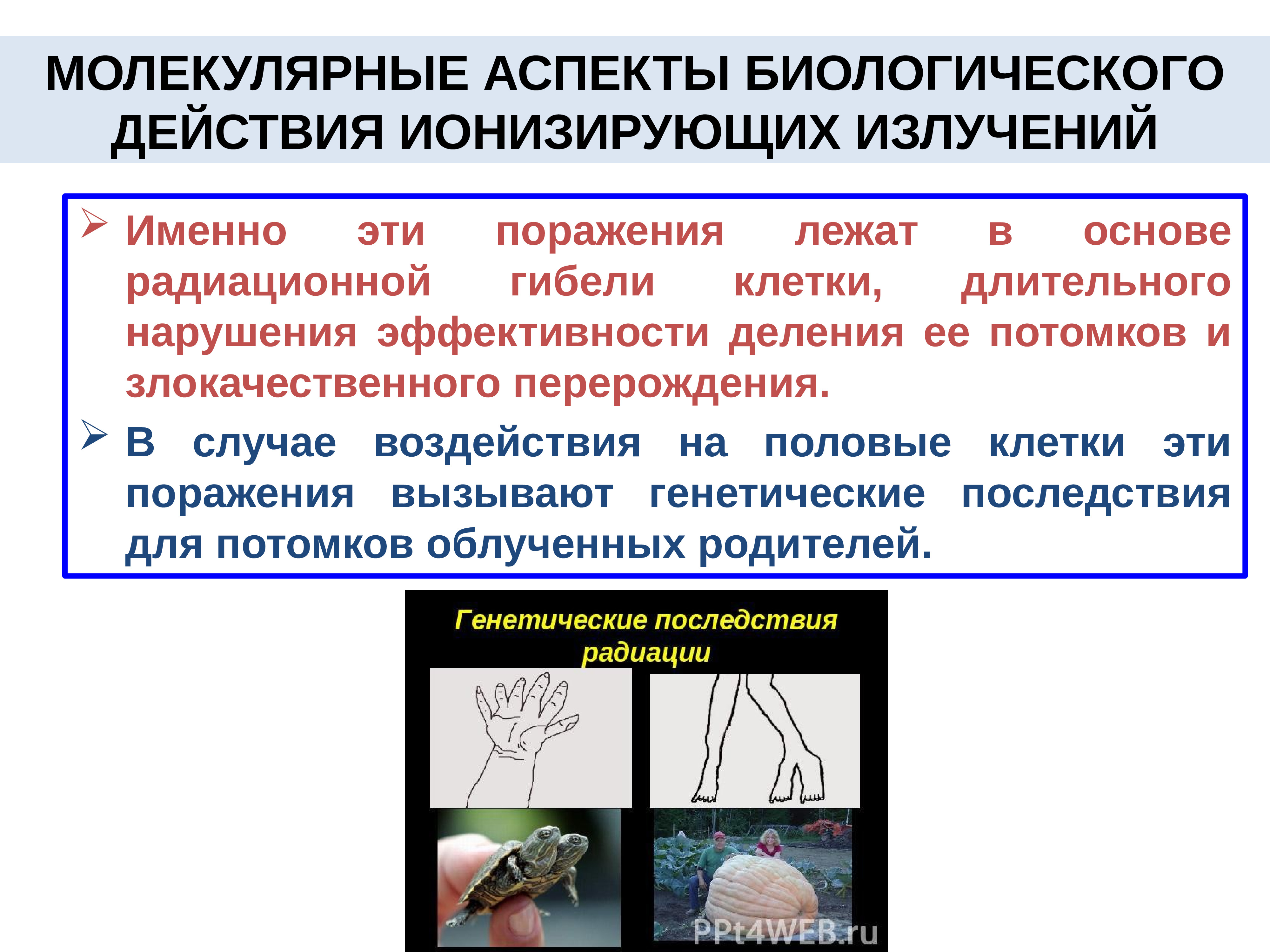 Биологическое действие ионизирующих излучений презентация