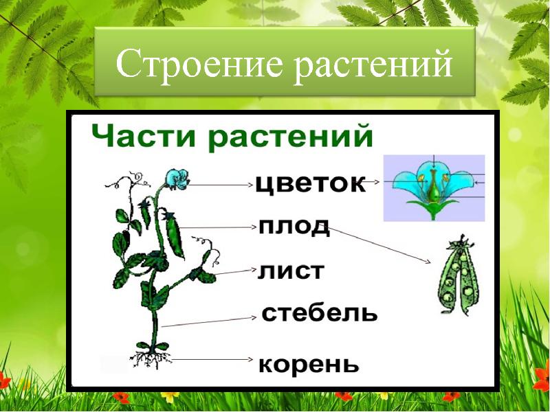 Какая область биологии изучает растения. Строение растения. Строение растений изучает. Строение растений изучает наука. Строениеростенийизучает.