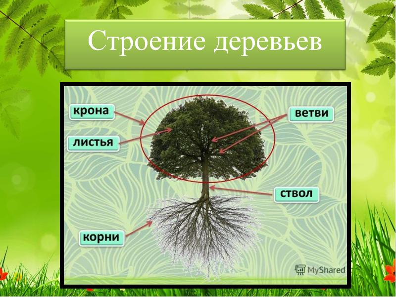 Изучить растительность. Строение растений изучает наука ответы.