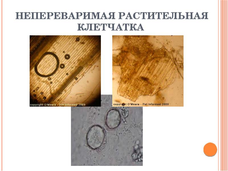 Копрограмма в Сосенском