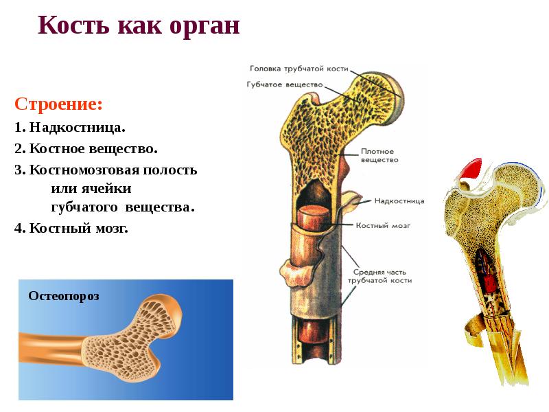 Минеральное вещество костей