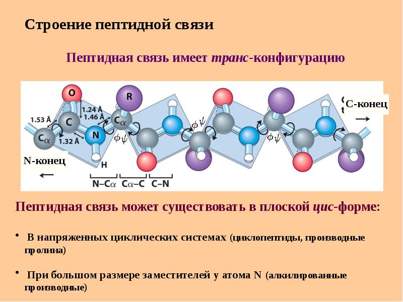 Белки и пептиды презентация