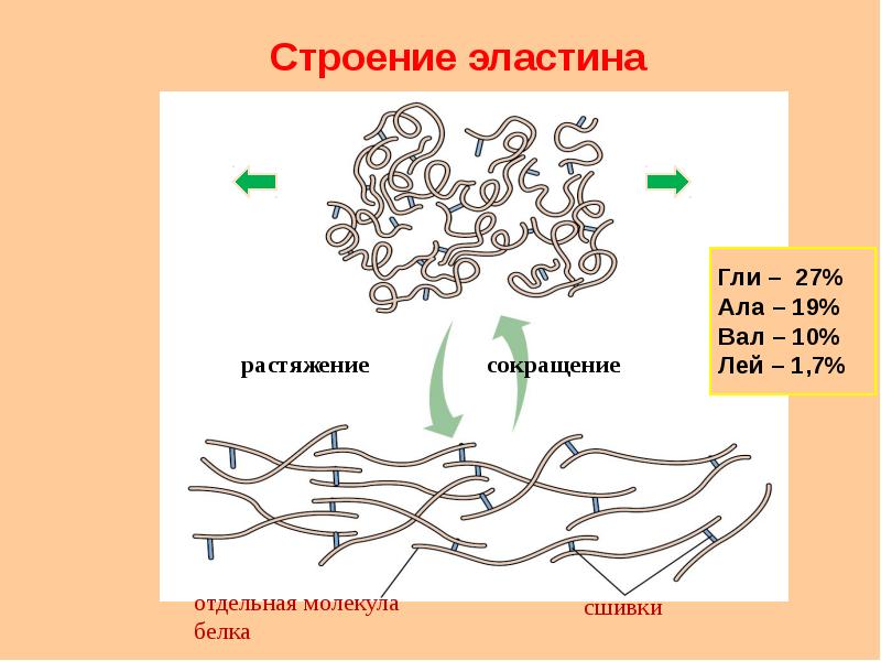 Презентация белки и пептиды