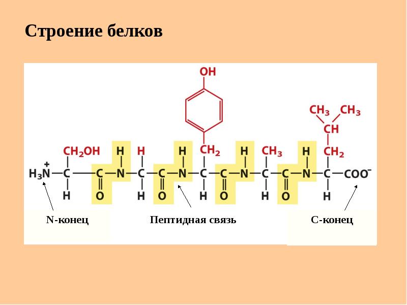 Пептиды презентация 10 класс углубленный уровень