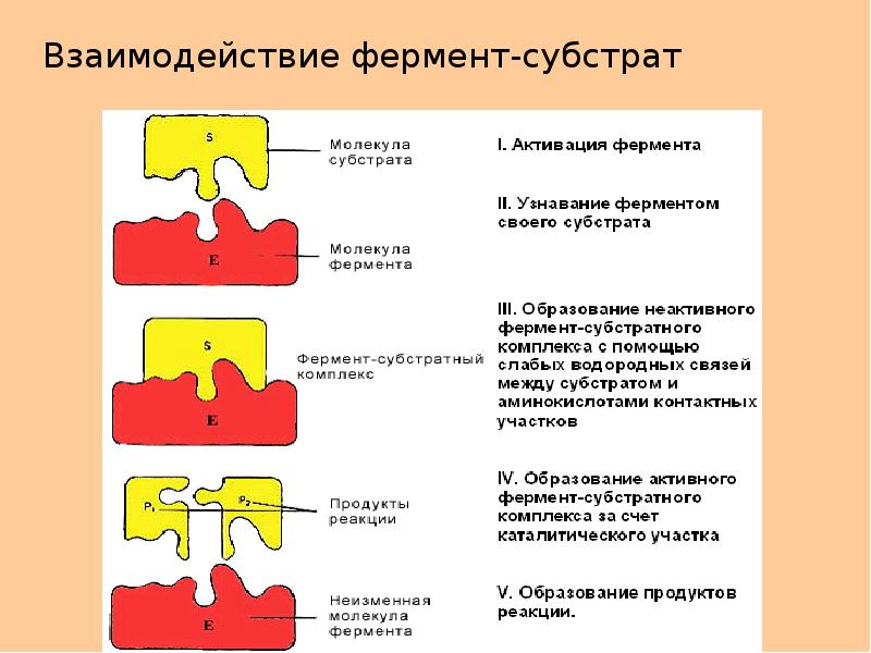 Схема образования комплекса фермент вещество