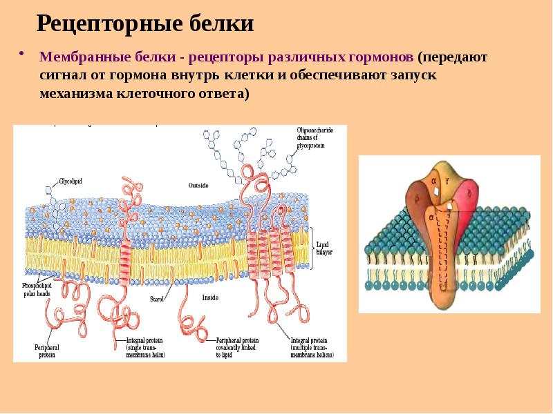 Функции белков в мембране. Функции белков-рецепторов мембран.. Белки мембран: Интегральные, поверхностные, белки-рецепторы.. Рецепторные белки мембраны. Белки мембраны ферменты рецепторы.