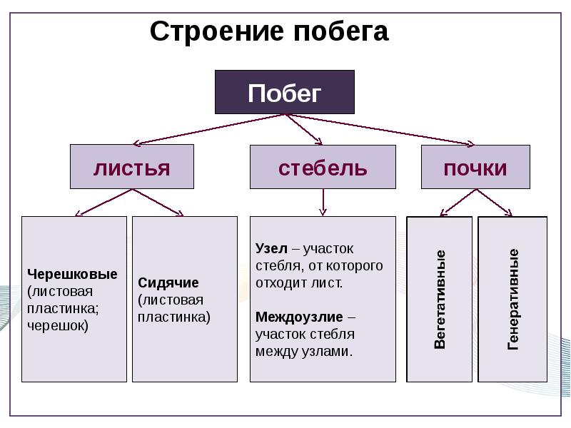 Презентация 6 класс почки биология 6 класс