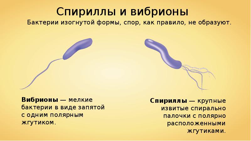 Бактерии изогнутой формы носят название. Строение бактерии вибрионы. Строение бактерии спириллы. Вибрионы и спириллы. Вибрионы и палочки бактерии.