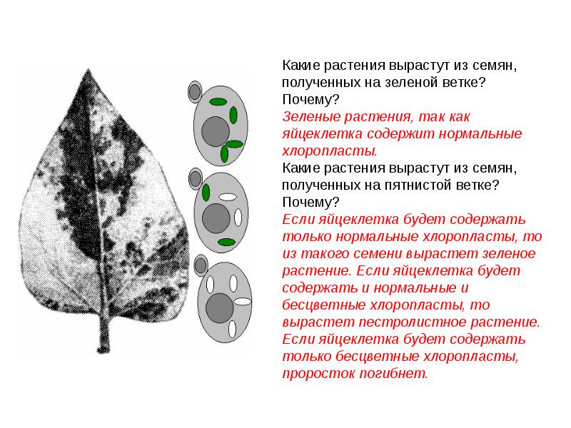 Цитоплазматическая изменчивость презентация