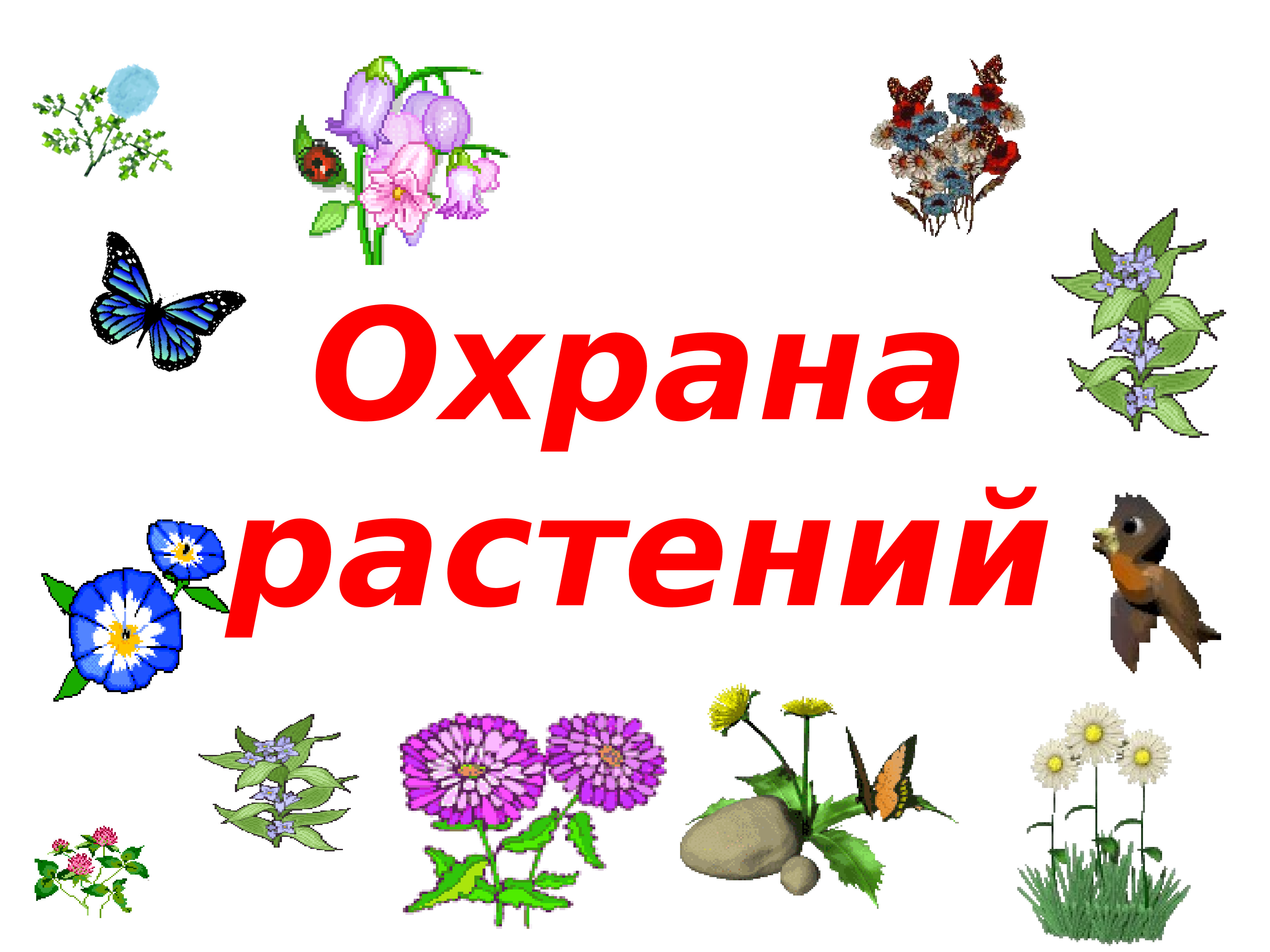 Проект по охране растений