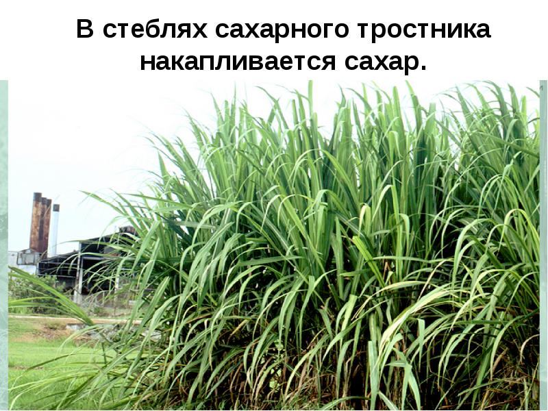 Сахарный тростник стебель. Saccharum officinarum. Стебель сахарного тростника. Тростник обыкновенный сахар.