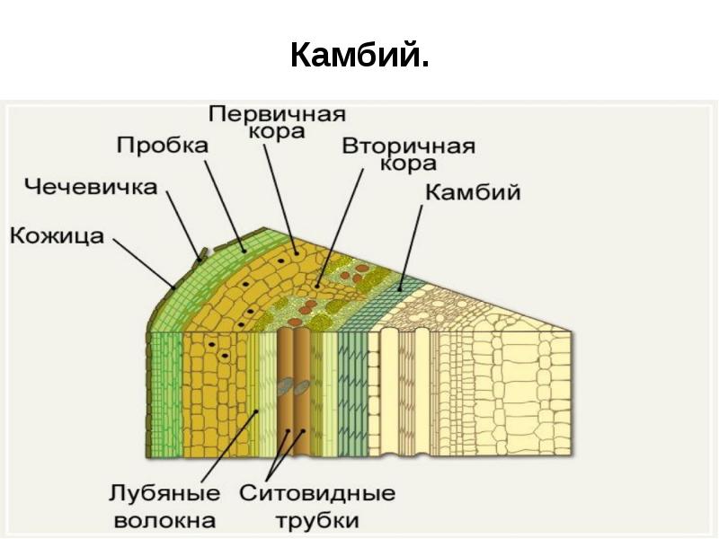 Строение стебля 6 класс биология рисунок