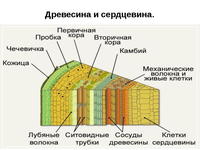 Рассмотри рисунок расположи слои стебля по предложенным номерам и назови из каких тканей они состоят