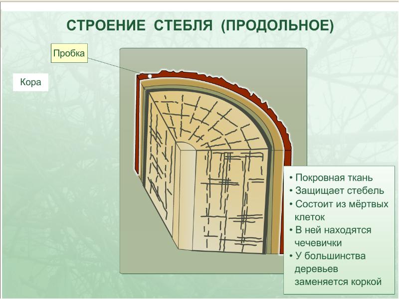 Строение стебля 6 класс биология рисунок