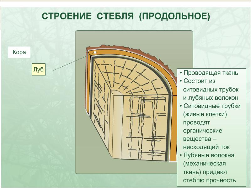 Строение черешкового. Стебель состоит из. Сердцевина стебля. Сердцевина состоит из какой ткани. Кора стебля состоит.