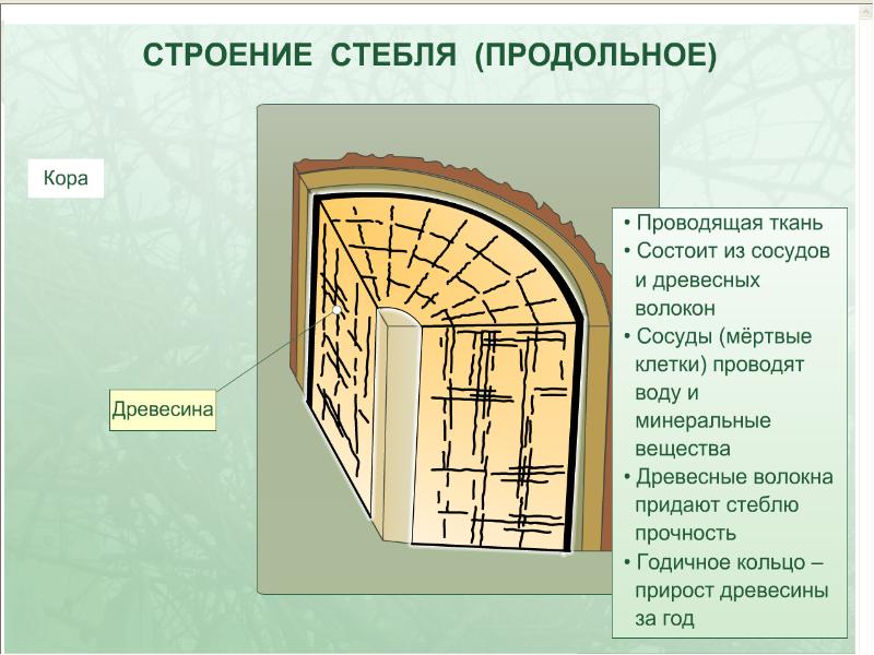 Презентация 6 класс строение стебля презентация