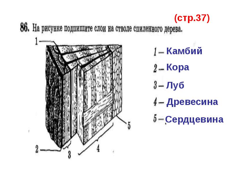 Слои на стволе спиленного дерева биология 6 класс картинка