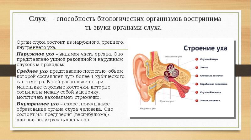 Какое значение органа слуха. Внешнее среднее и внутреннее ухо таблица. Орган слуха человека строение и функции. Строение органов слуха и гигиена слуха. Слуховой анализатор наружное среднее внутреннее ухо.