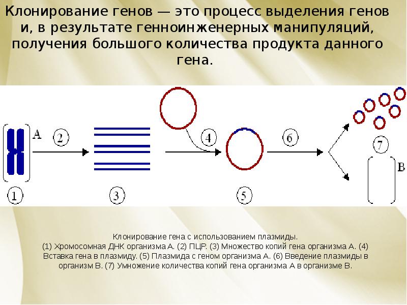 Клонирование гена картинки