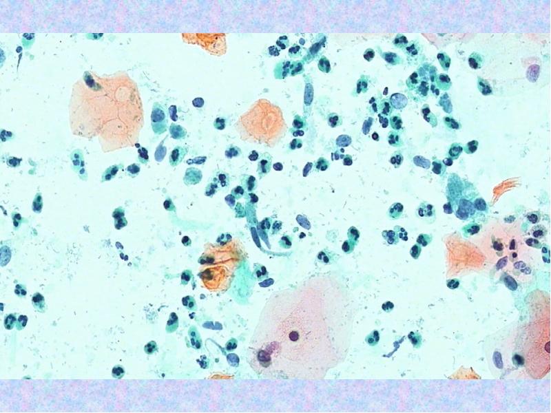 Цитологические исследования презентация