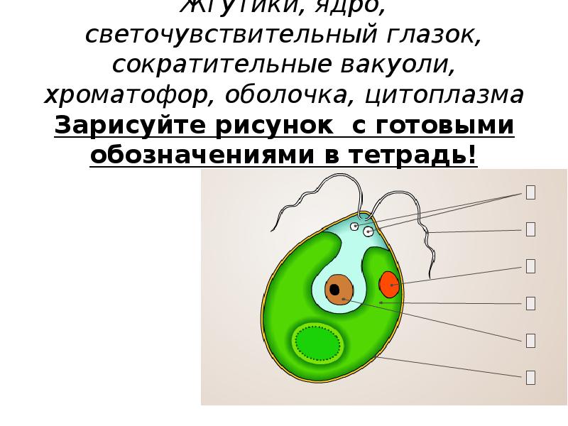 Вакуоли хламидомонады. Рисунок хламидомонады с обозначениями. Схематичный рисунок хламидомонады. Хроматофоры. Функция сократительной вакуоли у хламидомонады.